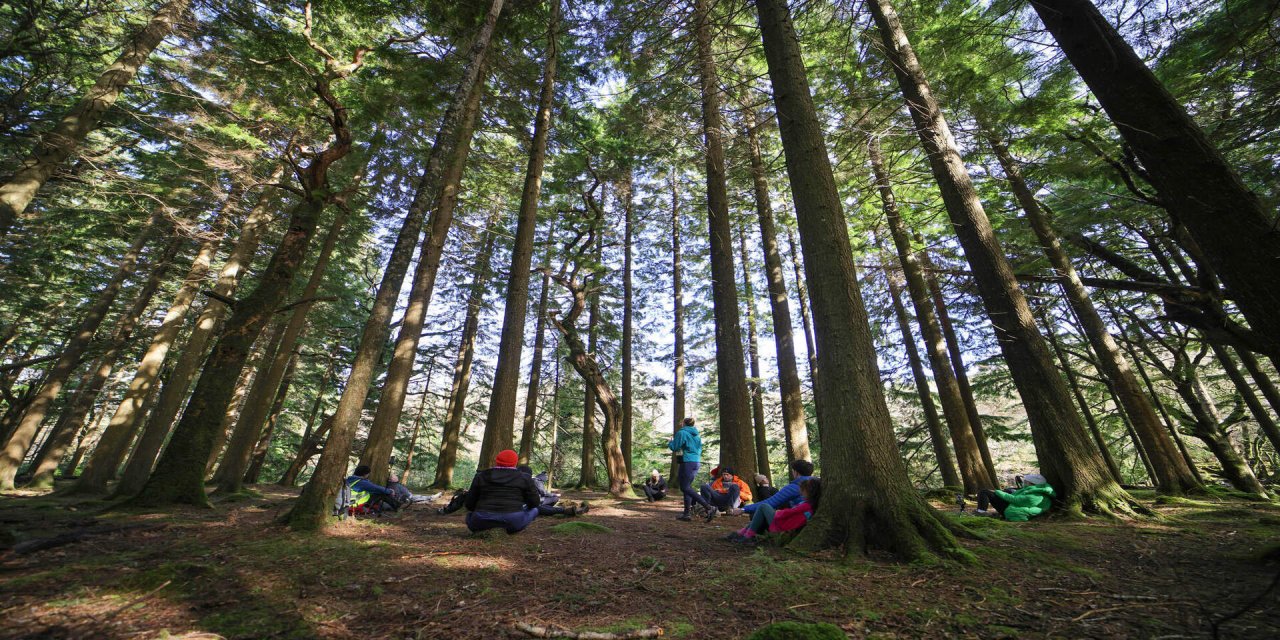 group in the killarney woodlands